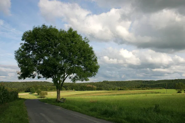 Caminho Para Árvore — Fotografia de Stock