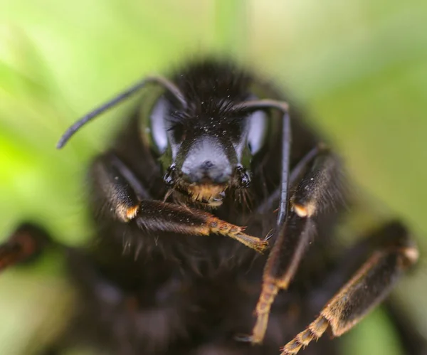 Nahaufnahme Von Schönen Hummeln Insekt — Stockfoto
