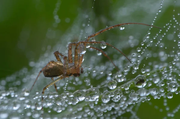 Τρομακτικό Ζώο Αράχνη Αρπακτικό — Φωτογραφία Αρχείου