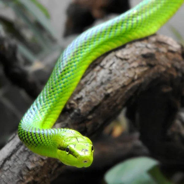 Grüne Mamba Grünes Schlangenreptil — Stockfoto