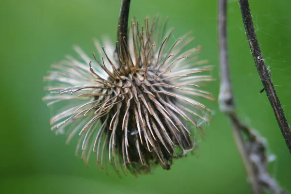 Wildblumen Flora Und Natur — Stockfoto