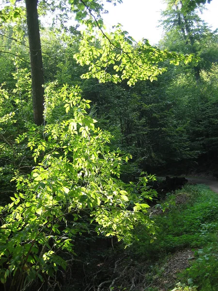 Bella Vista Sulla Natura — Foto Stock