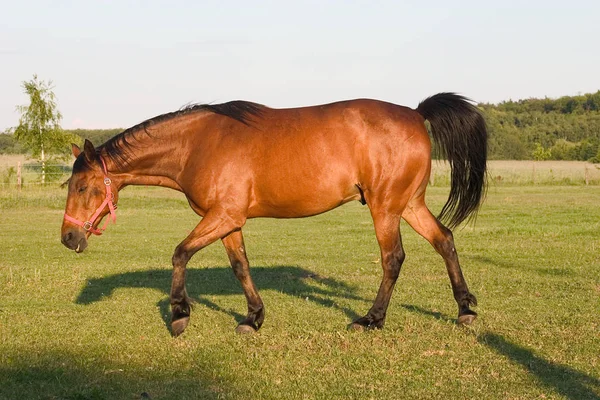 Söt Häst Vild Natur — Stockfoto