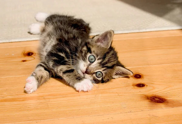 Portrait Cute Cat — Stock Photo, Image