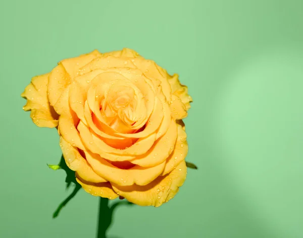 Fondo Colorido Para Tarjeta Del Día San Valentín —  Fotos de Stock