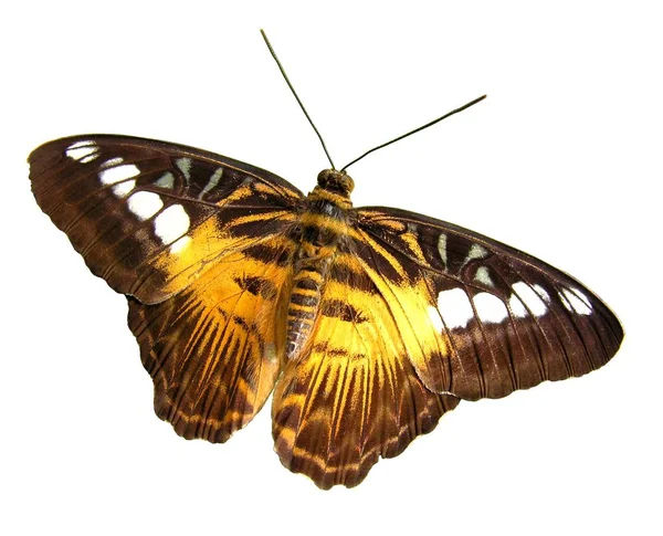 Nahaufnahme Von Schönen Bunten Schmetterling — Stockfoto