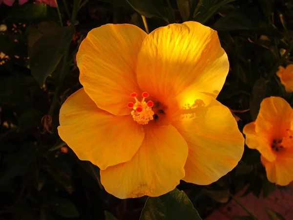 Naturskønne Smukke Farverige Hibiscus Blomst - Stock-foto