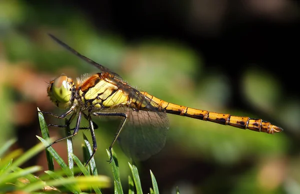 Insect Dragonfly Odonata Fly — Stock Photo, Image