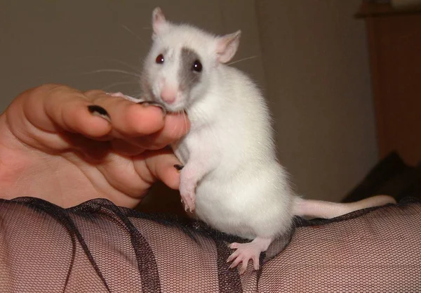 Small Rat Series Lucy Small Picture — Stockfoto