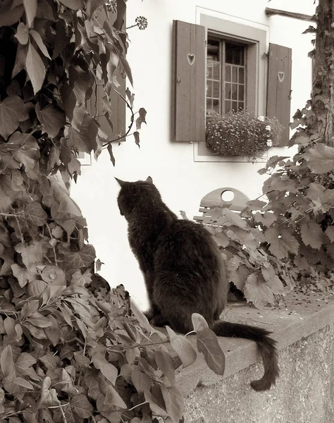 Retrato Gato Bonito — Fotografia de Stock