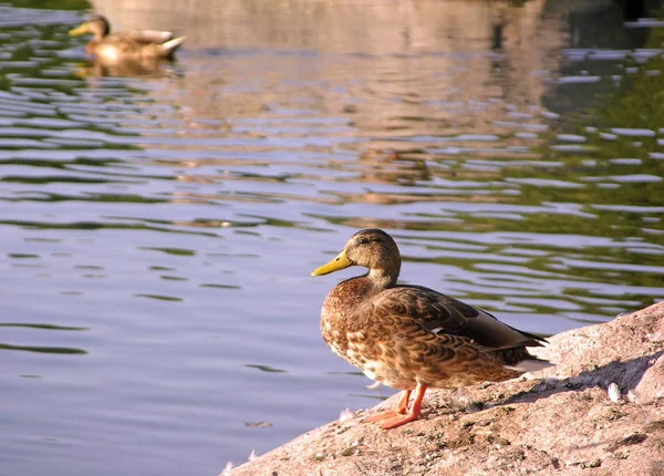 Aussichtsreiche Aussicht Auf Schöne Vögel Der Natur — Stockfoto