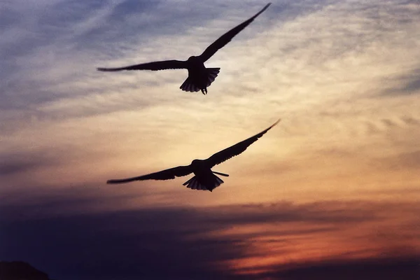 Schilderachtig Uitzicht Prachtige Meeuwen Vogels — Stockfoto