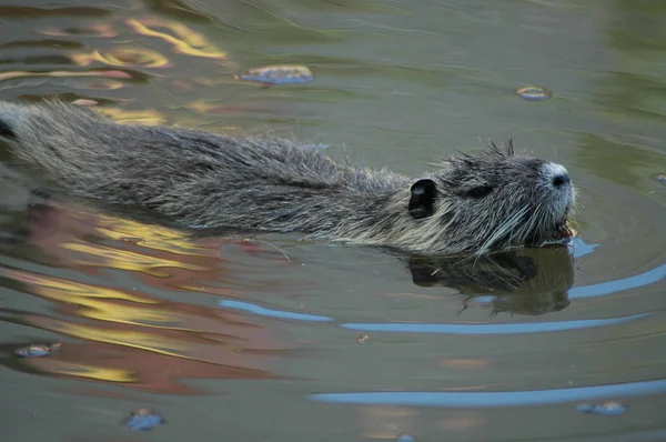 Verschiedene Tiere Selektiver Fokus — Stockfoto