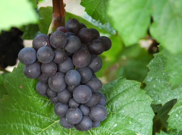 Vineyards Cultivation Grape Vine — Stock Photo, Image