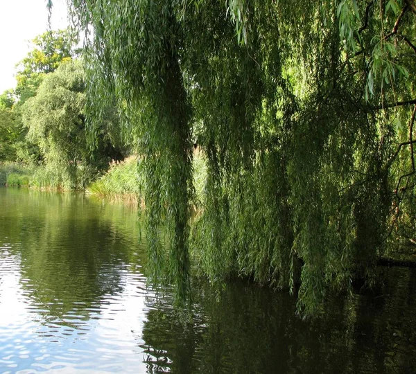 Kleine Planten Und Blomen — Stockfoto