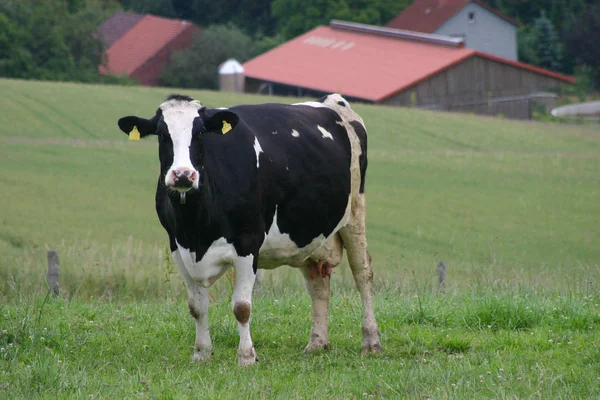 Krávy Přírodní Krajině Selektivní Zaměření — Stock fotografie