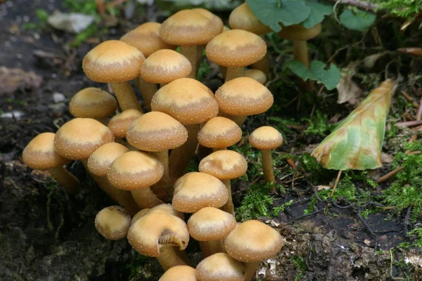 Nahaufnahme Von Lebensmitteln Selektiver Fokus — Stockfoto