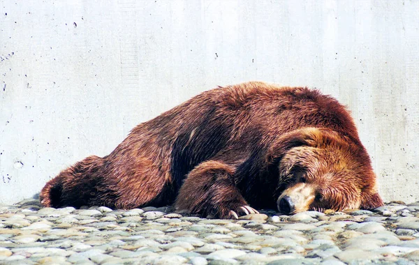 Oso Pardo Zoológico — Foto de Stock