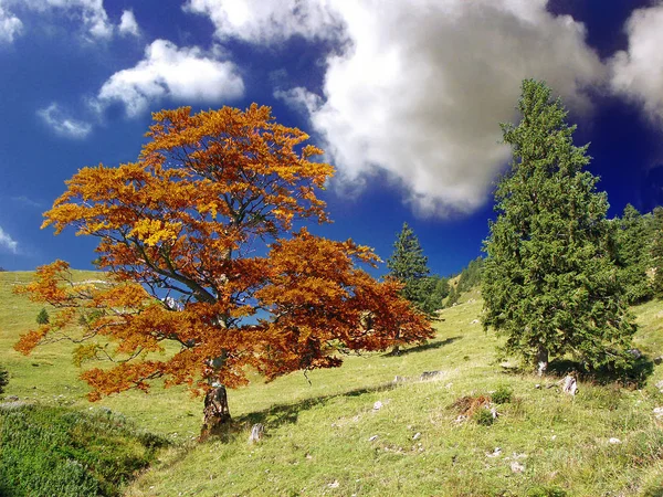 Vista Panorámica Del Hermoso Paisaje Los Alpes — Foto de Stock