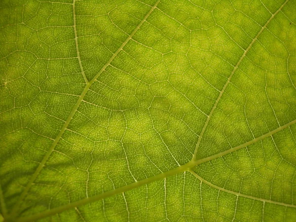 ワインの葉植物植物 — ストック写真