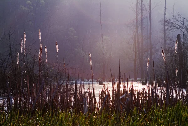 Hierba Lago — Foto de Stock