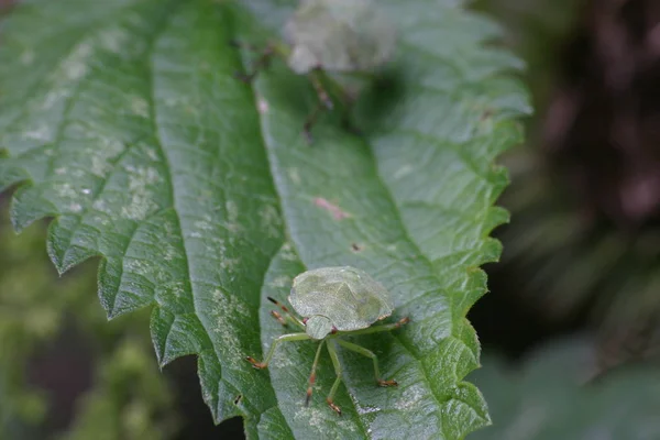 野生の自然界での虫の接近 — ストック写真