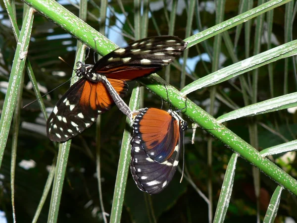 Primer Plano Error Naturaleza Salvaje — Foto de Stock