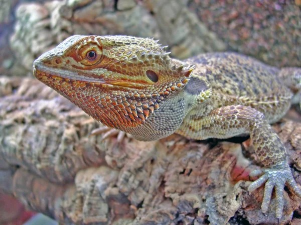 Jaszczurka Gad Iguana — Zdjęcie stockowe