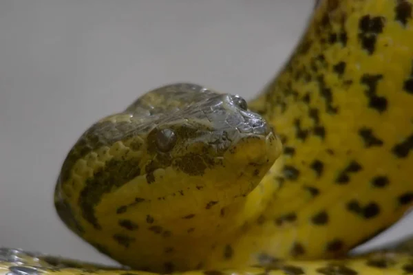 Gefährliche Schlange Reptilienräuber Und Schlangenhaut — Stockfoto