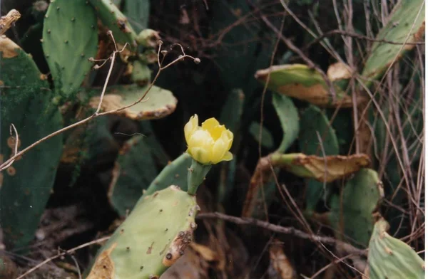 サボテンの花 サボテンの植物の花 — ストック写真