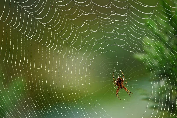 クモの巣罠虫 — ストック写真