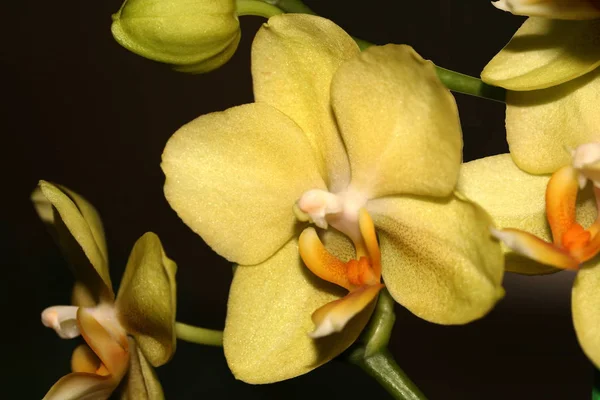 Цветочные Лепестки Орхидеи — стоковое фото