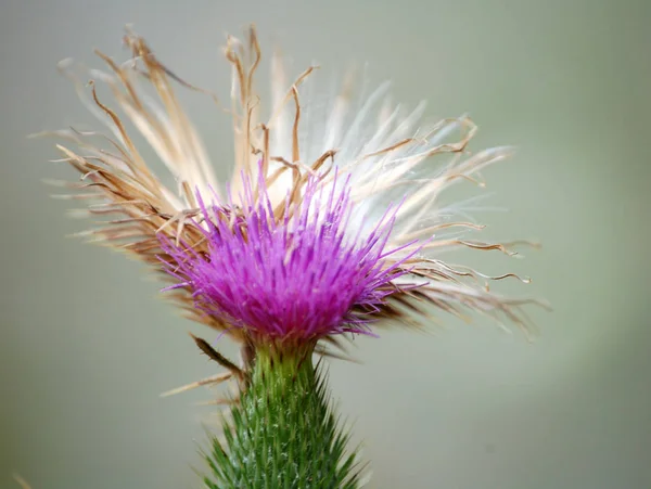 Krásný Botanický Záběr Přírodní Tapety — Stock fotografie