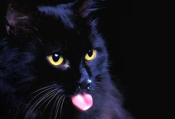 Retrato Gato Bonito — Fotografia de Stock