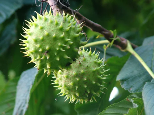 Agosto Muchos Frutos Castaño Todavía Parecían Bien Fortificados Protegidos Caída —  Fotos de Stock