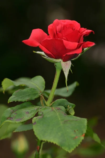 Kırmızı Gül Çiçeği Güzelliği — Stok fotoğraf