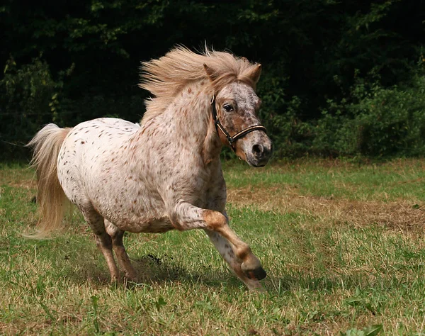 Caballo Semental Animal Salvaje Naturaleza — Foto de Stock