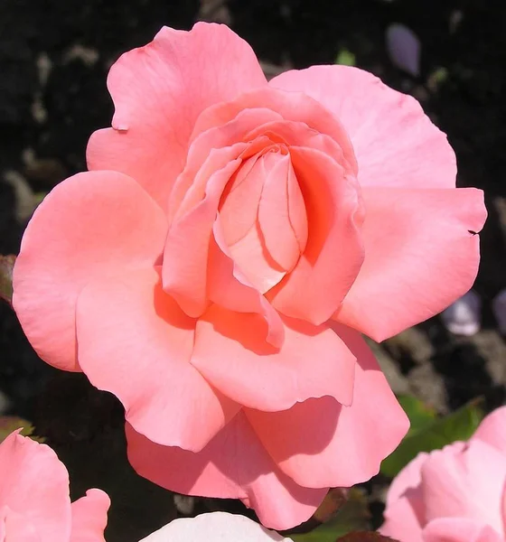 Schöne Blumen Blumiges Konzept Hintergrund — Stockfoto