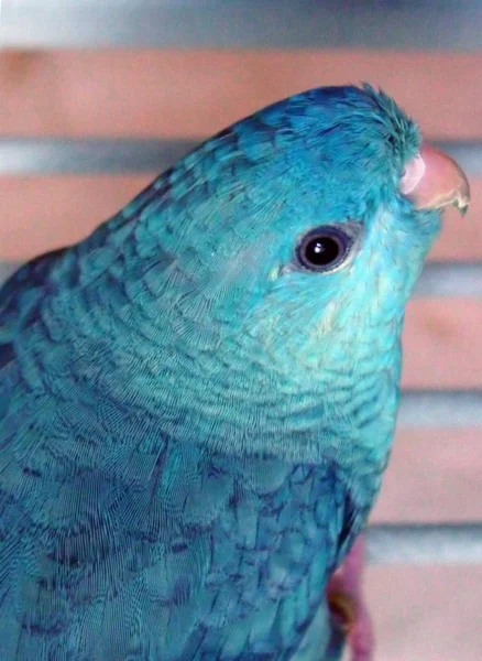 Tento Malý Papoušek Dosahuje Délky Těla Pouze Včetně Ocasní Peří — Stock fotografie