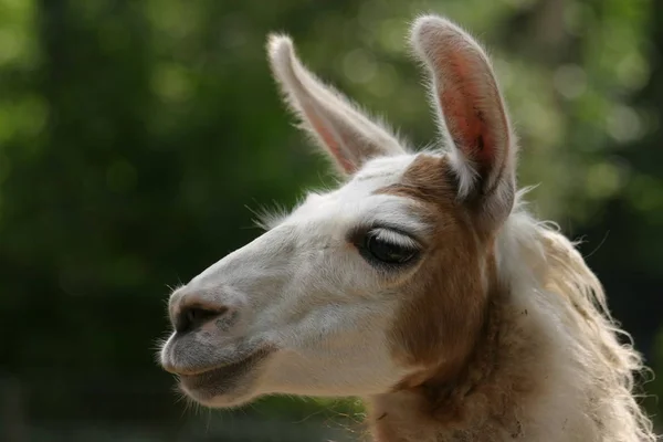 Encerramento Animais Jardim Zoológico — Fotografia de Stock