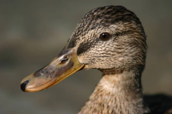 野鳥観察ショット 野生の自然でアヒル — ストック写真