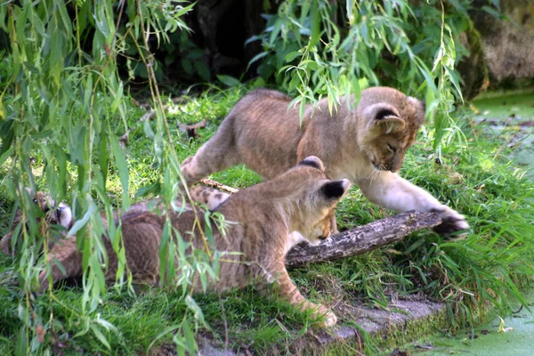 Depredador Animal León Depredador Felino —  Fotos de Stock