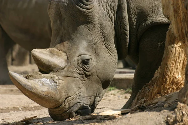 Großaufnahme Von Tier Zoo — Stockfoto