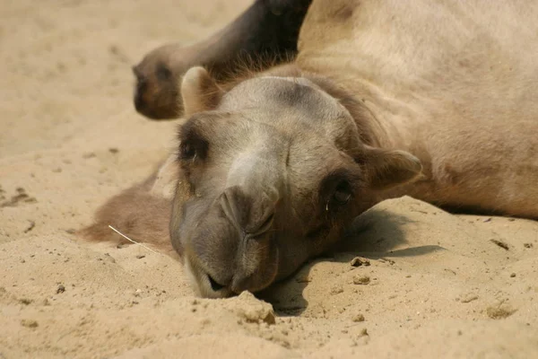 Kameel Dier Natuur Fauna Paard — Stockfoto