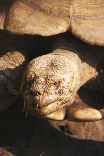 Tropiska Sköldpaddor Reptiler — Stockfoto