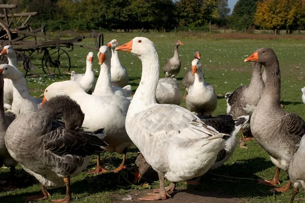 Vue Panoramique Sur Les Oiseaux Oies Nature — Photo