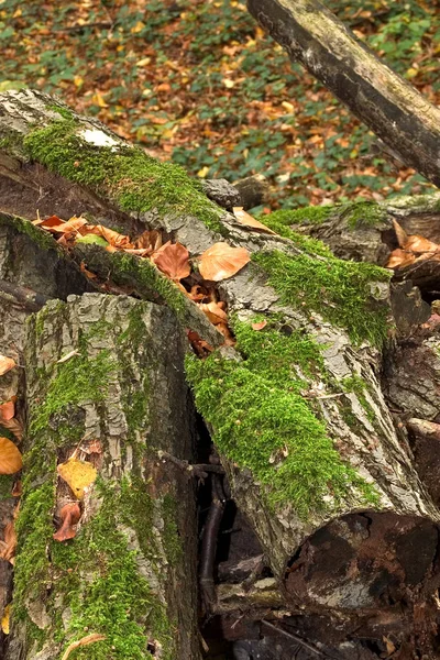 Prachtig Kleurrijk Herfstblad — Stockfoto