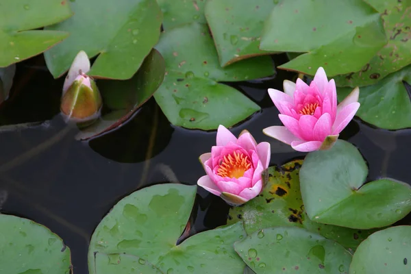 Lírio Água Flores Lago Flora Natureza — Fotografia de Stock