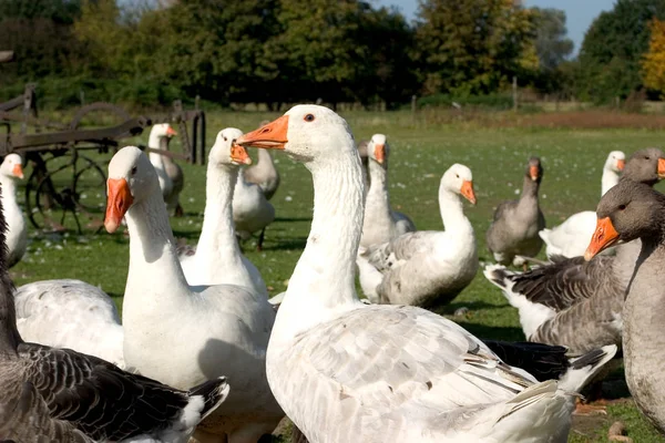 Festői Kilátás Liba Madarak Természetben — Stock Fotó