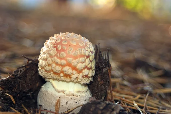 Zavřít Pohled Mušku Agarickou Lese — Stock fotografie